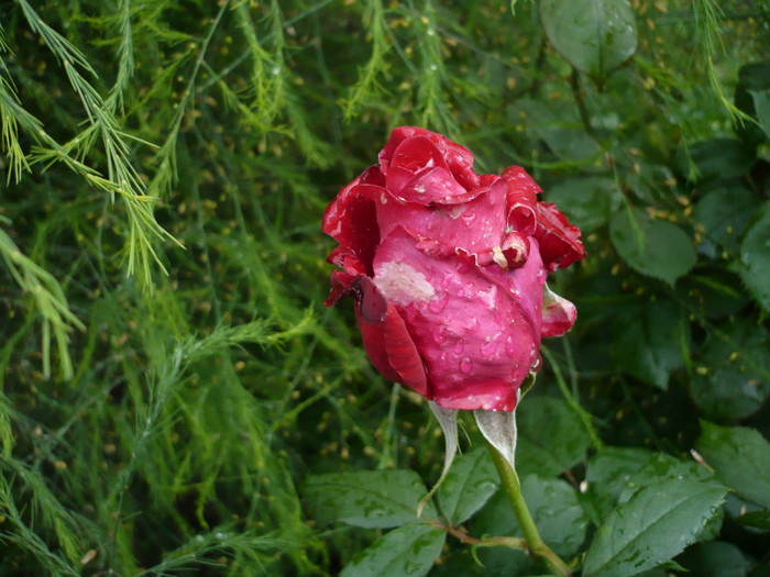 P1010887 - 2012 infloresc trandafirii