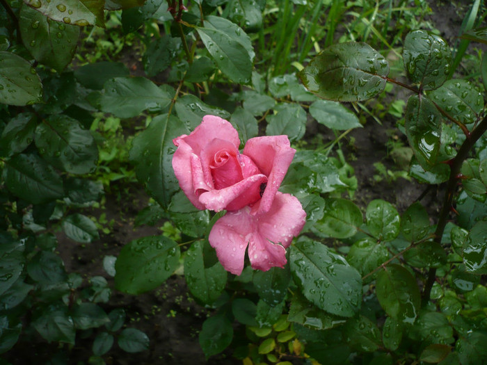 P1010888 - 2012 infloresc trandafirii