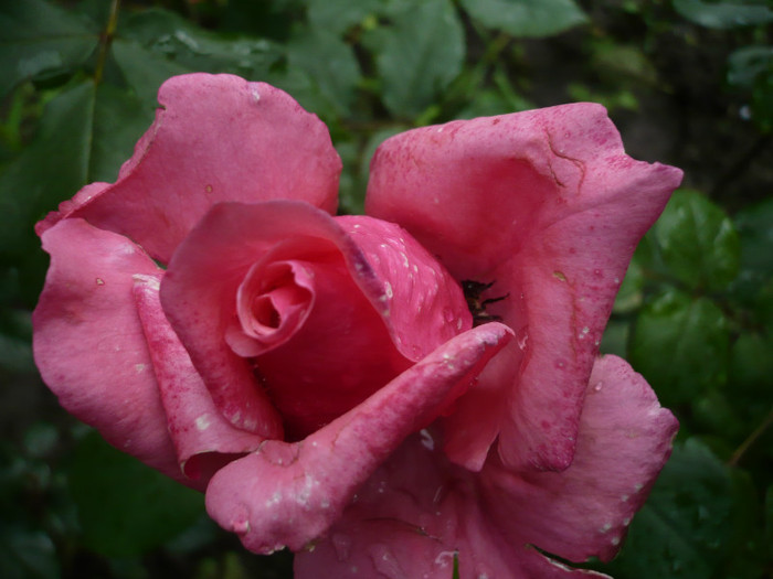 P1010889 - 2012 infloresc trandafirii
