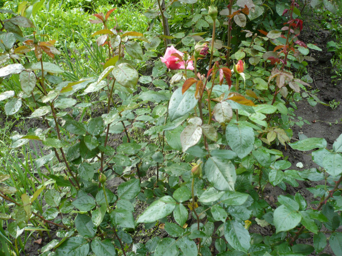 P1010891 - 2012 infloresc trandafirii