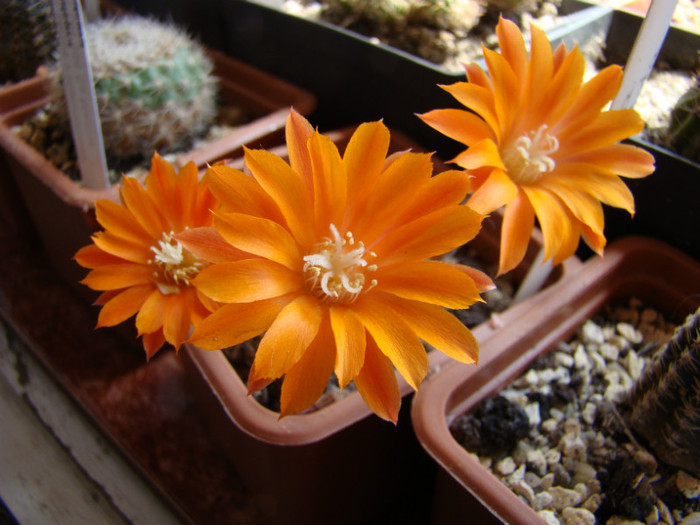 Rebutia flavistyla - Rebutia - Aylostera - Sulcorebutia