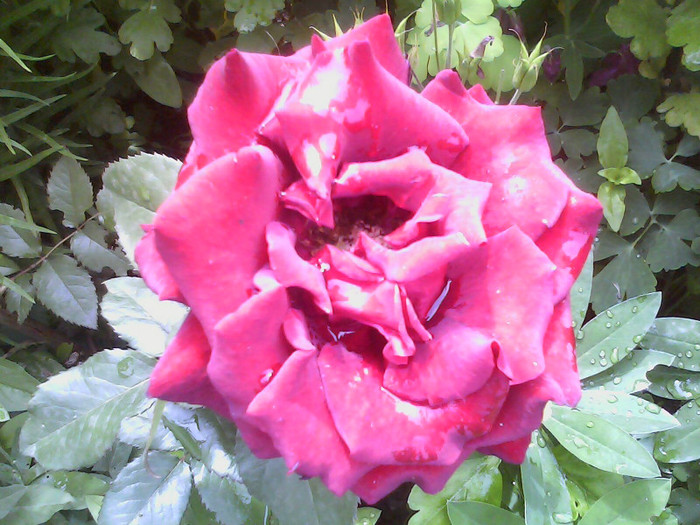 Picture 032 - TRANDAFIRI 2012