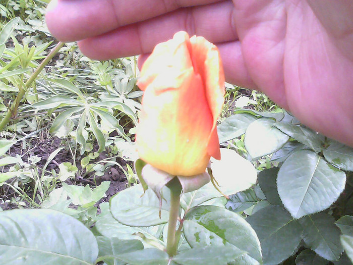Picture 029