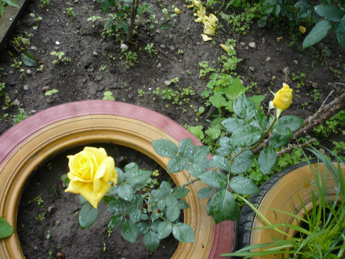 P1010856 - 2012 infloresc trandafirii