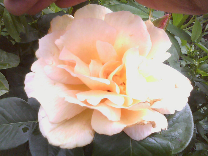 Picture 028