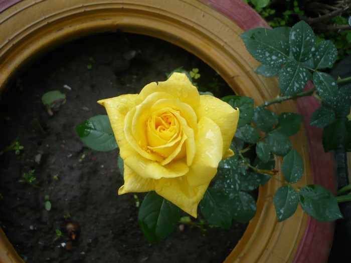 P1010857 - 2012 infloresc trandafirii