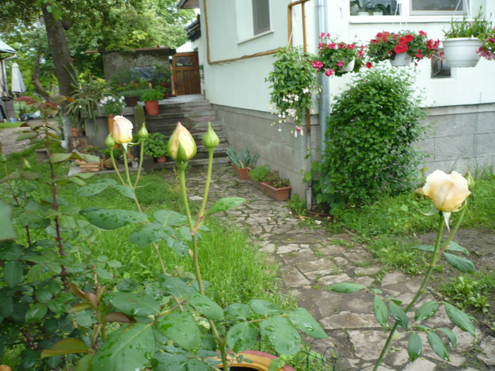 P1010859 - 2012 infloresc trandafirii