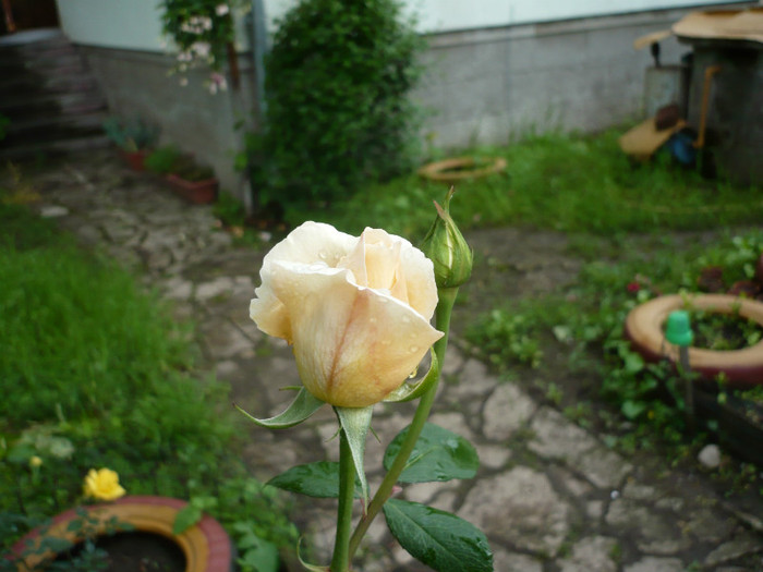 P1010860 - 2012 infloresc trandafirii