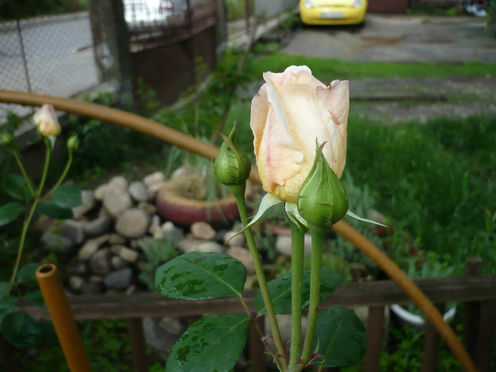 P1010861 - 2012 infloresc trandafirii