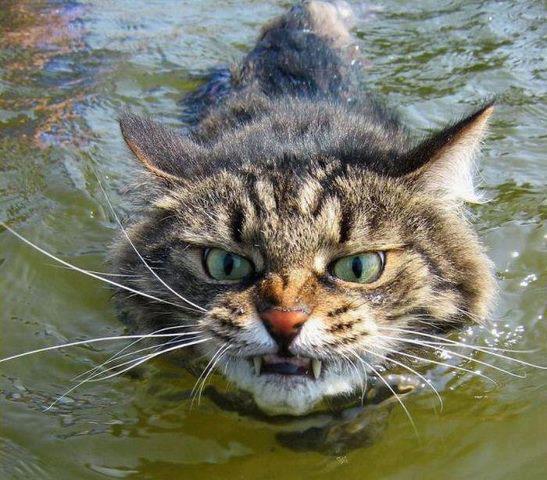 grrrrrrr