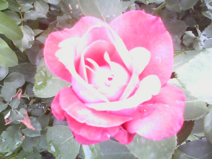 Picture 026