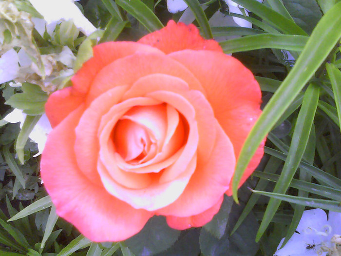 Picture 025