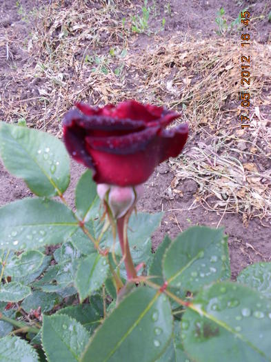 Black Baccara