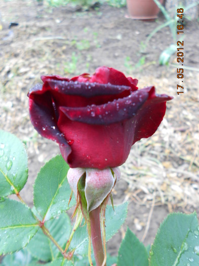 Black Baccara