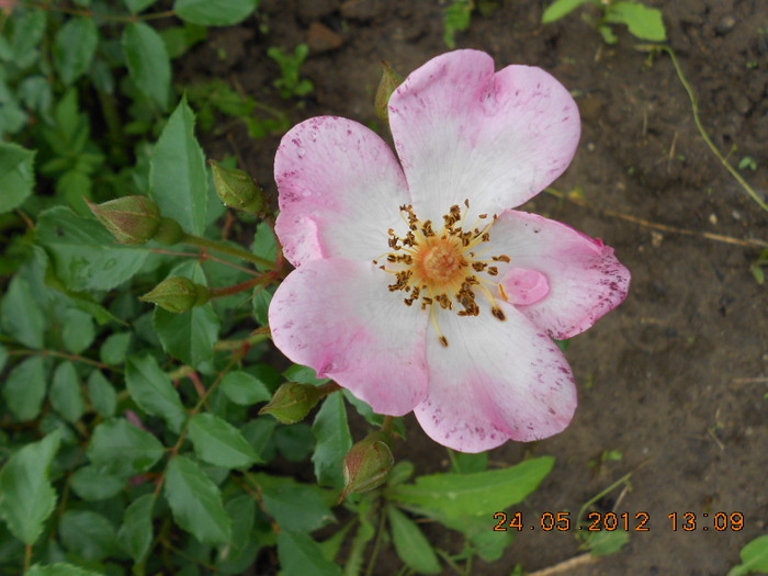 Fleurette - Trandafirii Lottum in gradina mea