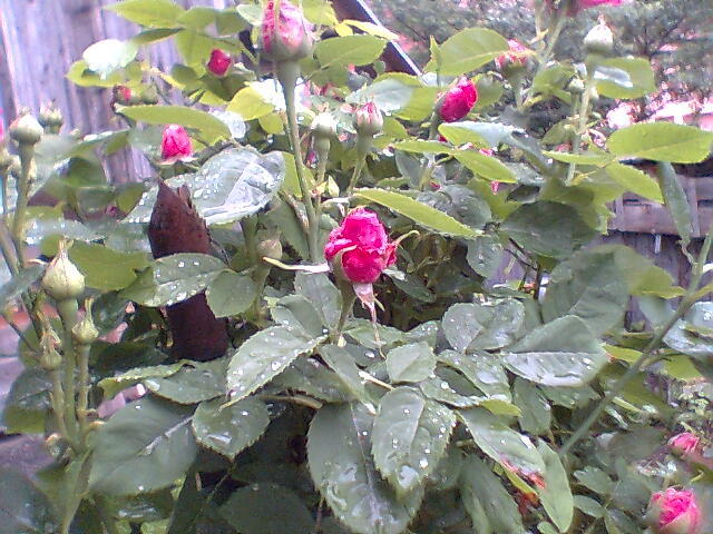 roz de dulceata - trandafiri