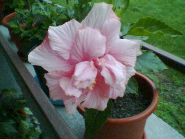 roz deschis - hibiscus