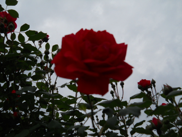 2049 - trandafiri 2012