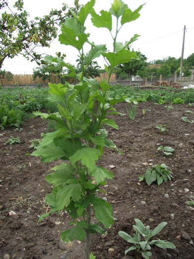 hibiscus de gradina - c-vara
