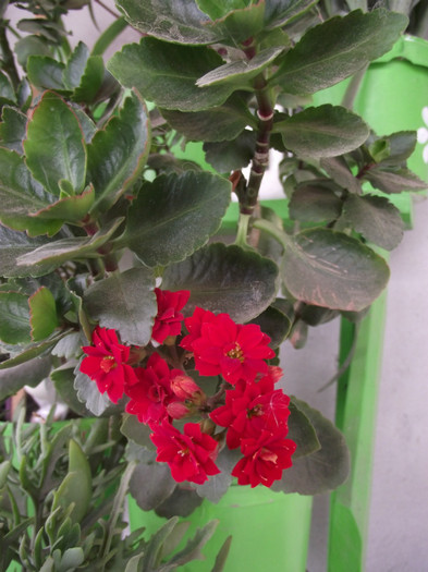 calanchoe