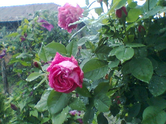 roz - trandafiri