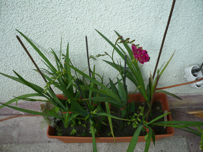 P1010936 - FLORI 26 mai