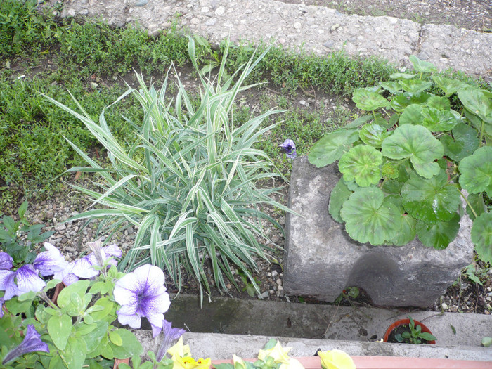 P1010937 - FLORI 26 mai