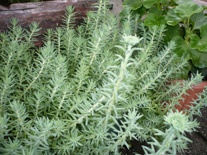 P1010938 - FLORI 26 mai