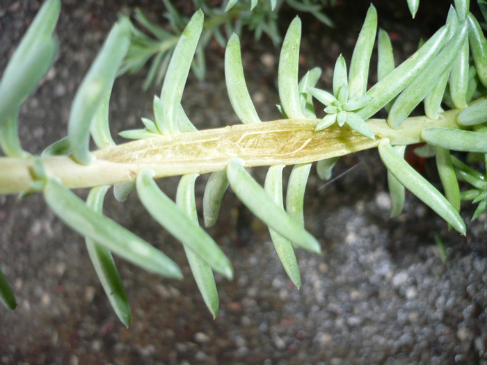 P1010940 - FLORI 26 mai