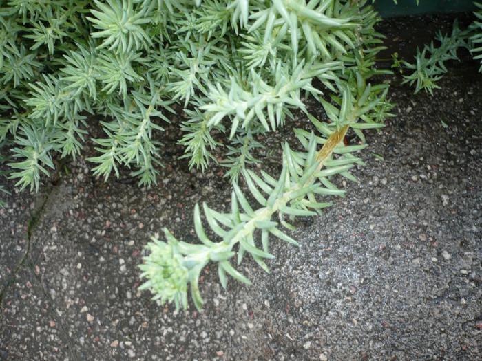 P1010941 - FLORI 26 mai