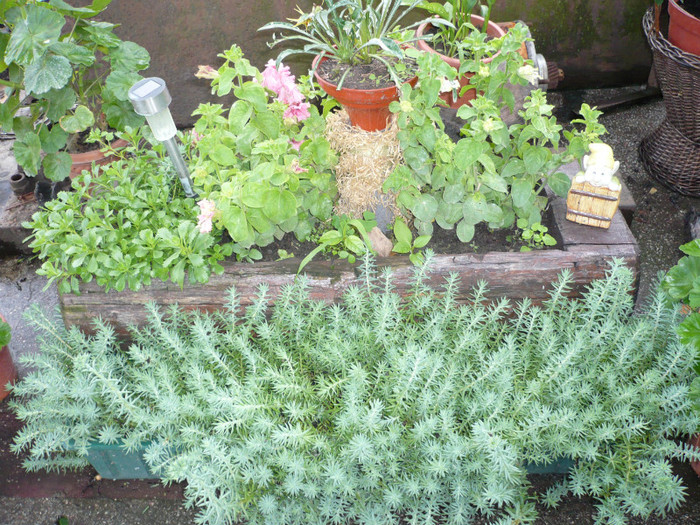 P1010945 - FLORI 26 mai