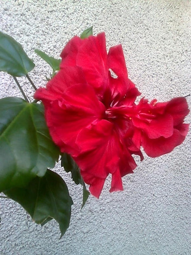 Imagine2265 - HIBISCUS-2012