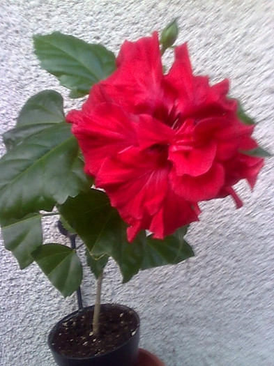 Imagine2263 - HIBISCUS-2012