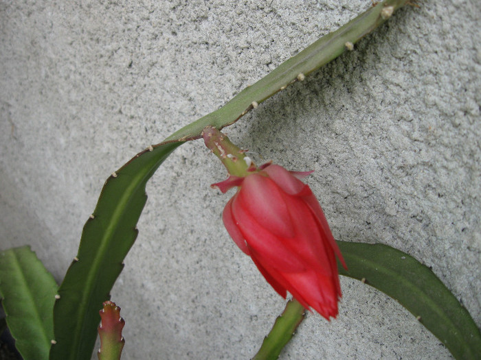  - 4 FLORILE NOASTRE