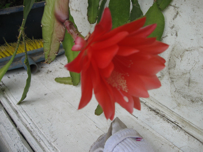  - 4 FLORILE NOASTRE