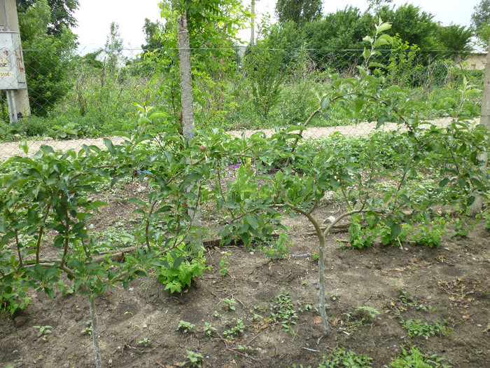 meri tineri palisati