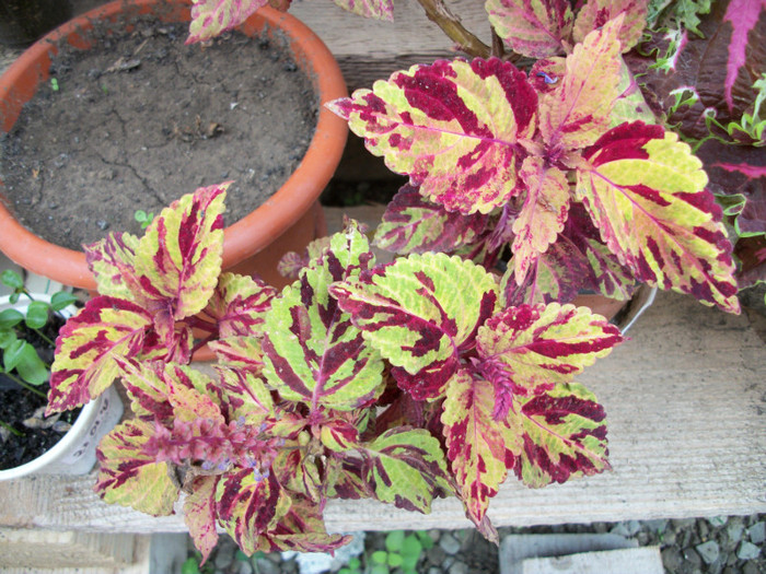 100_9930 - coleus