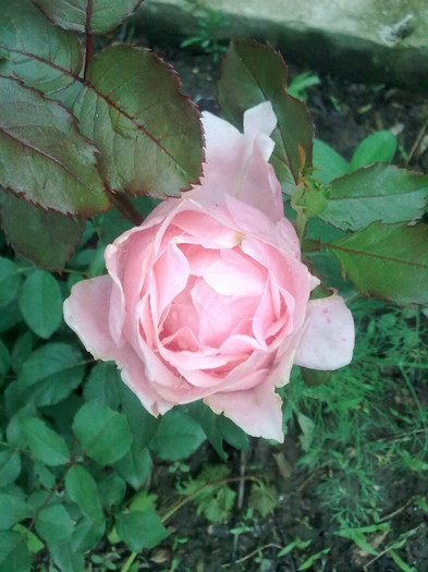 Imagine1380 - Florile mamei 2012