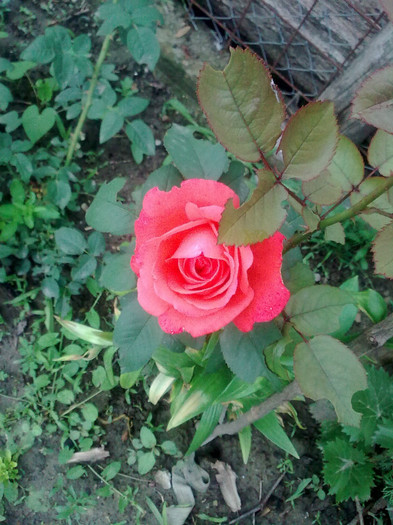 Imagine1382 - Florile mamei 2012