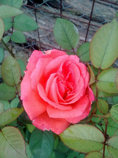 Imagine1384 - Florile mamei 2012