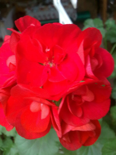 Imagine1371 - Florile mamei 2012