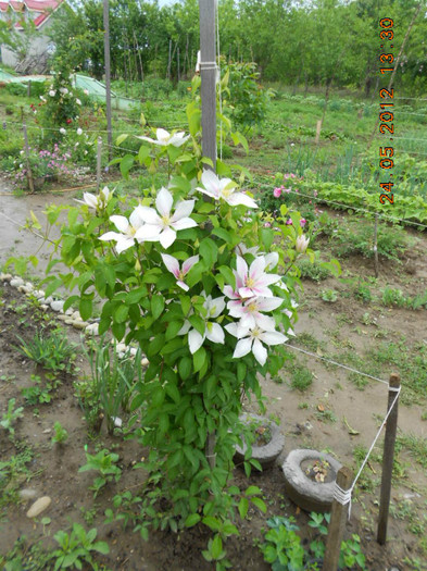 DSCN3377 - Clematis 2012