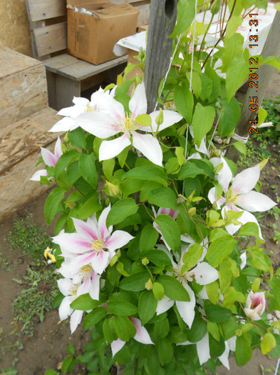 DSCN3379 - Clematis 2012