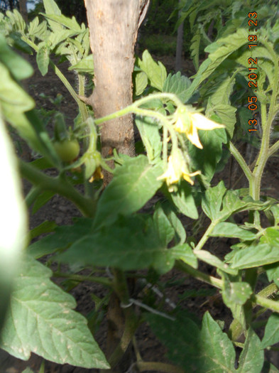 DSCN3094 - Gradina mea de legume