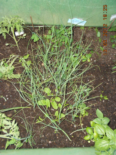 DSCN3105 - Gradina mea de legume