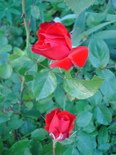 "Foc de Tabara", Wagner St. 1970, floribunda - Trandafiri 2012