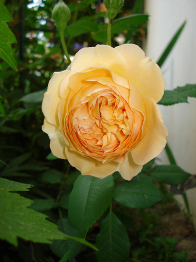 "Crown Princess Margaret", David Austin