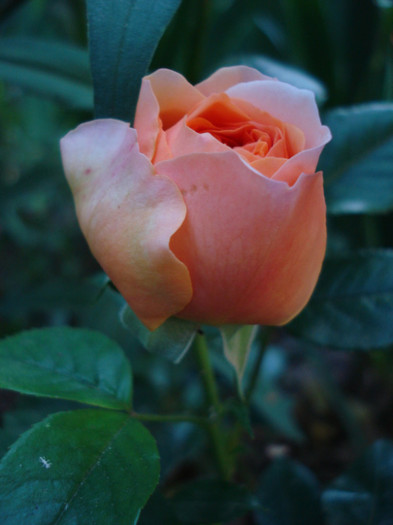 "Chippendale", Tantau, fara blitz, cel mai aproape de culoarea reala - Trandafiri 2012