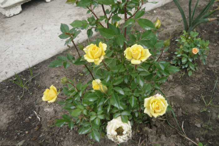 Picture 2556 - TRANDAFIRI 2012-2013-2014