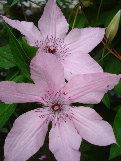 "Hagley Hybrid", 23.05.2012 - Clematis 2012
